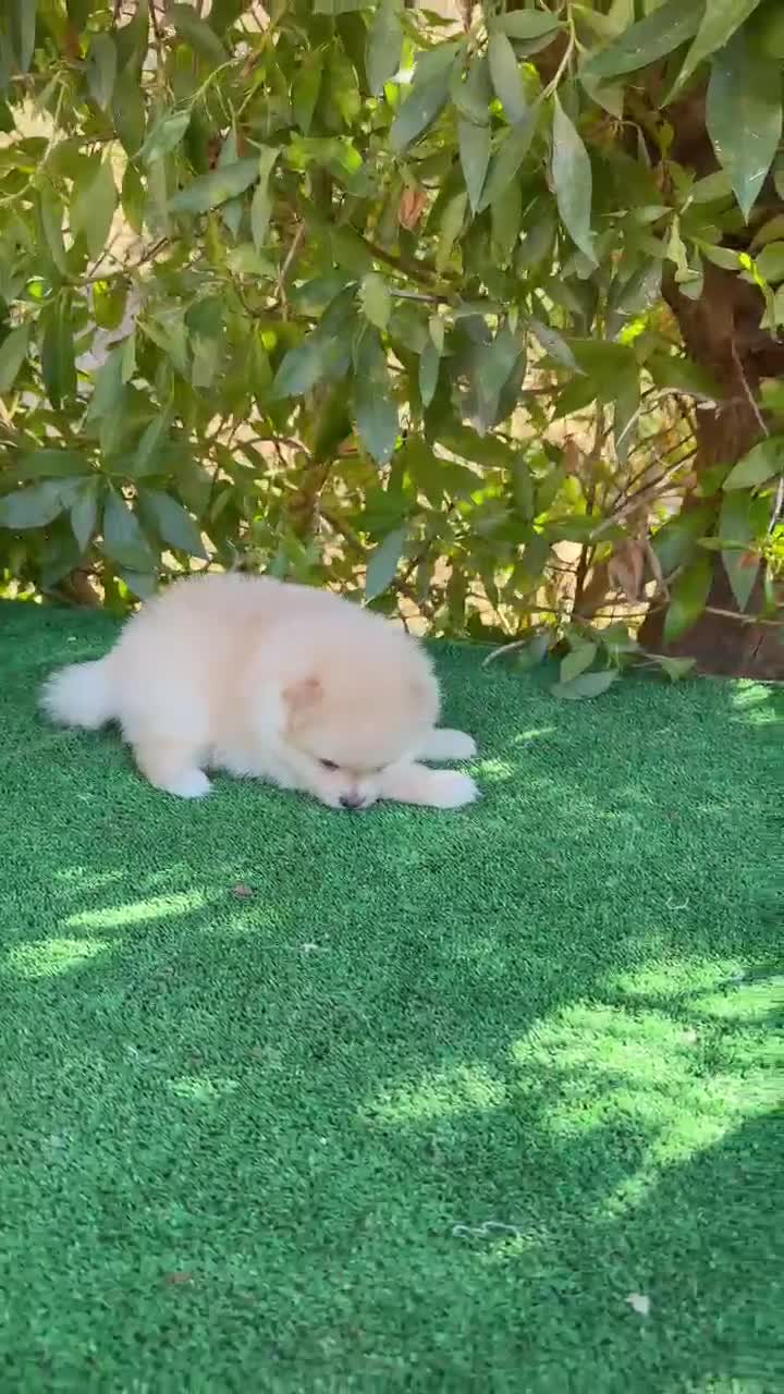 Pomerania perros en venta: Pomerania Lulu Toy Macho Blanco crema precioso  - Video 1