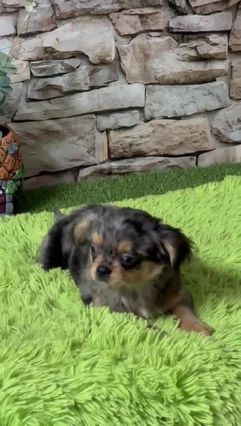 Chihuahua perros en venta: CHIHUAHUA MERLE PELO LARGO - Video 1