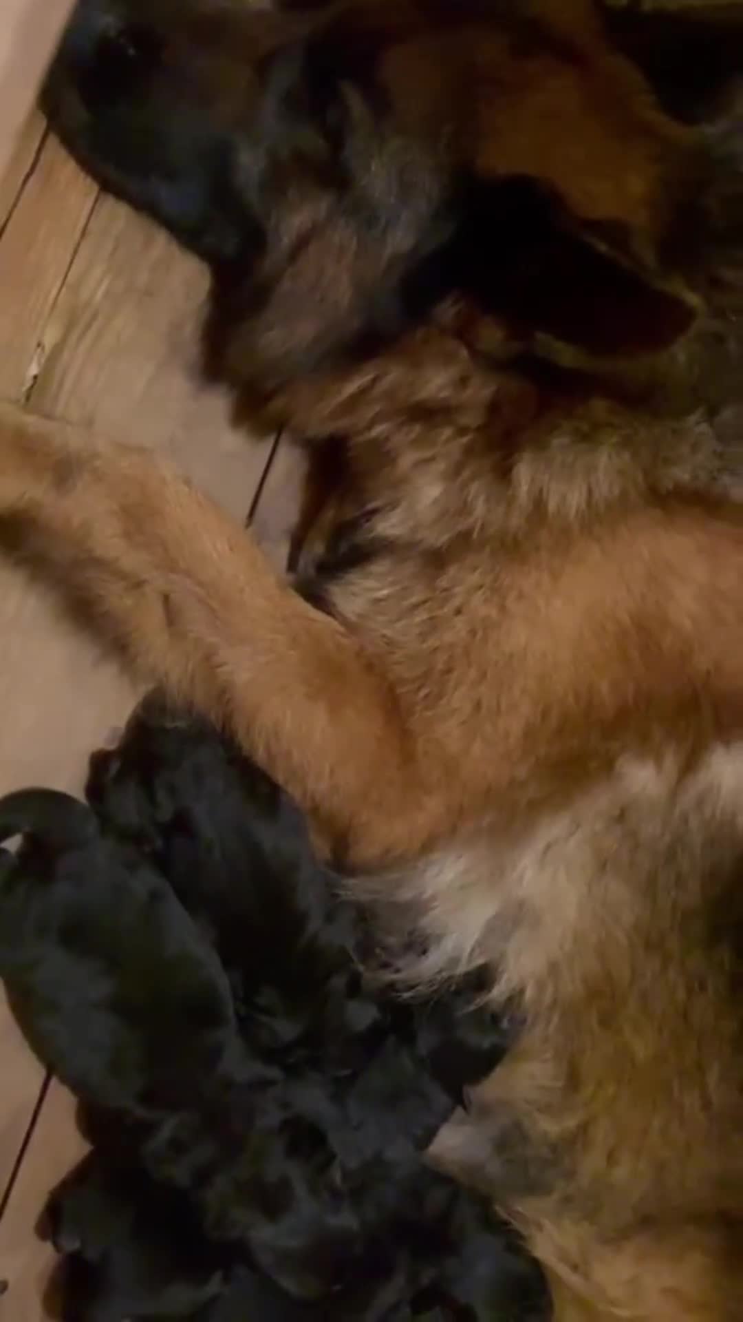 Pastor Alemán perros en venta: Espectaculares cachorros de pastor alemán  - Video 4