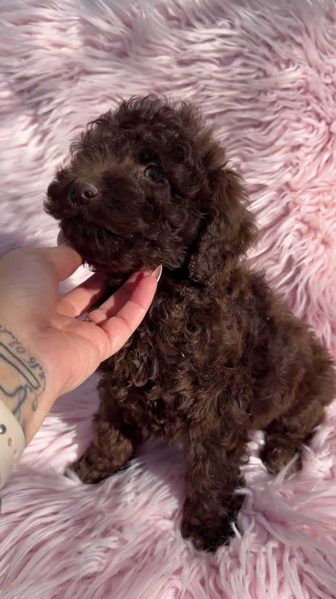 Perro de Agua Español perros en venta: Pdae chocolate  - Video 1