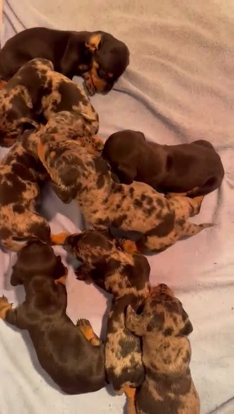 Teckel Miniatura perros en venta: Espectacular camada de teckel mini  - Video 1