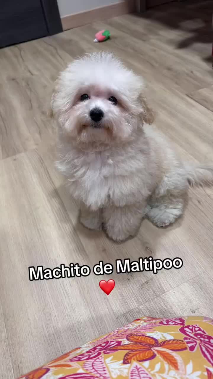 Maltipoo perros en venta: Maltipoo macho divino  - Video 1