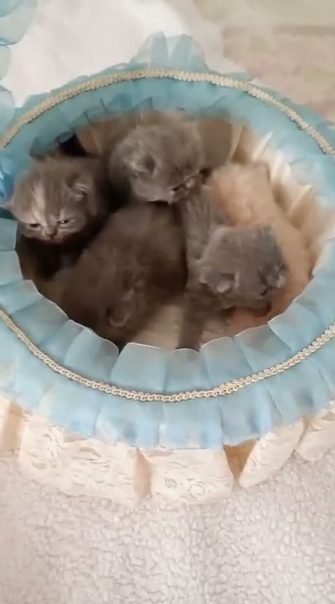 Exótico de Pelo Largo gatos en venta: Gatitos persa y malayo disponible - Video 1