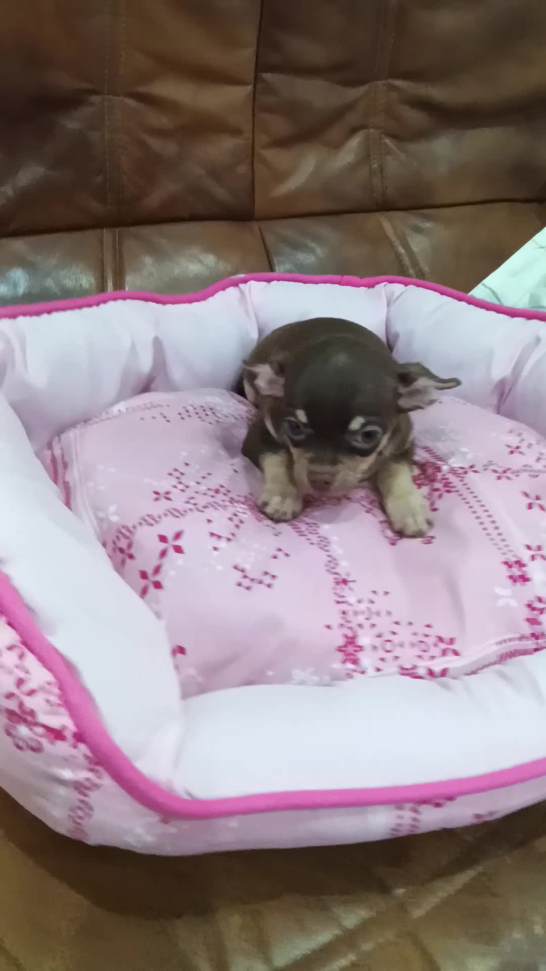 Chihuahua perros en venta: CHIHUAHUA TOY  - Video 2