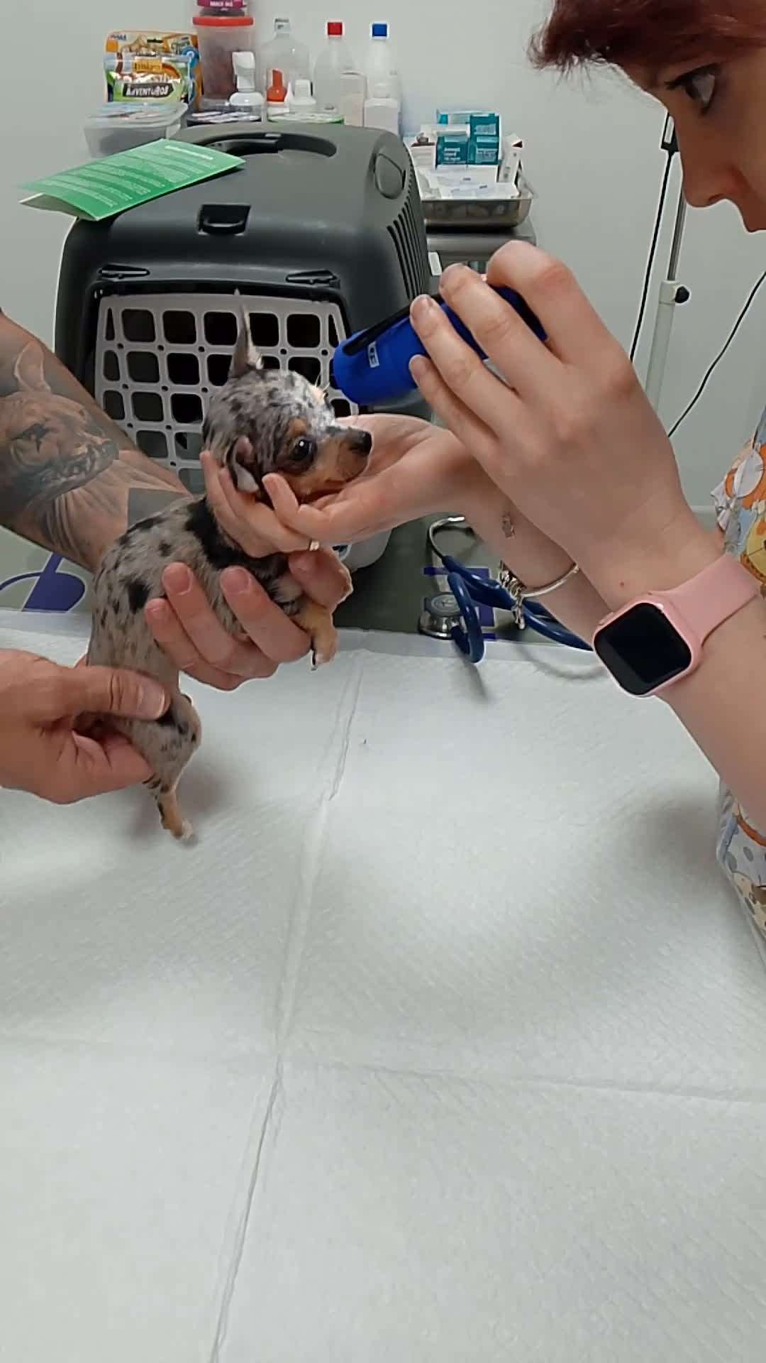 Chihuahua perros en venta: Chihuahua cabeza cerbato merles - Video 1