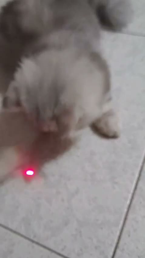 Persa gatos en venta: Persa chinchilla  - Video 5