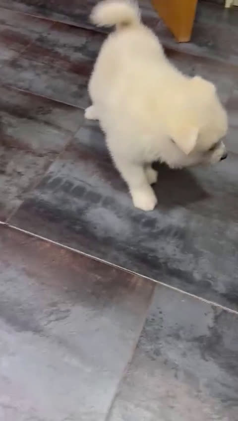 Pomsky perros en venta: Cachorro macho de Pomsky buen precio - Video 1