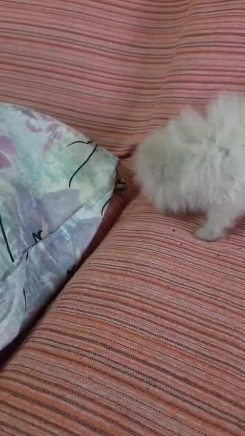 Pomerania perros en venta: Pomerania toy - Video 1