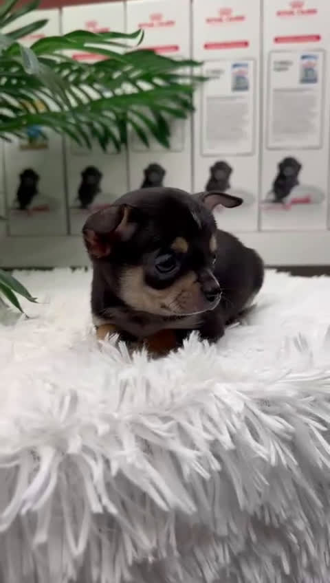 Chihuahua perros en venta: CHIHUAHUA MACHO - Video 1