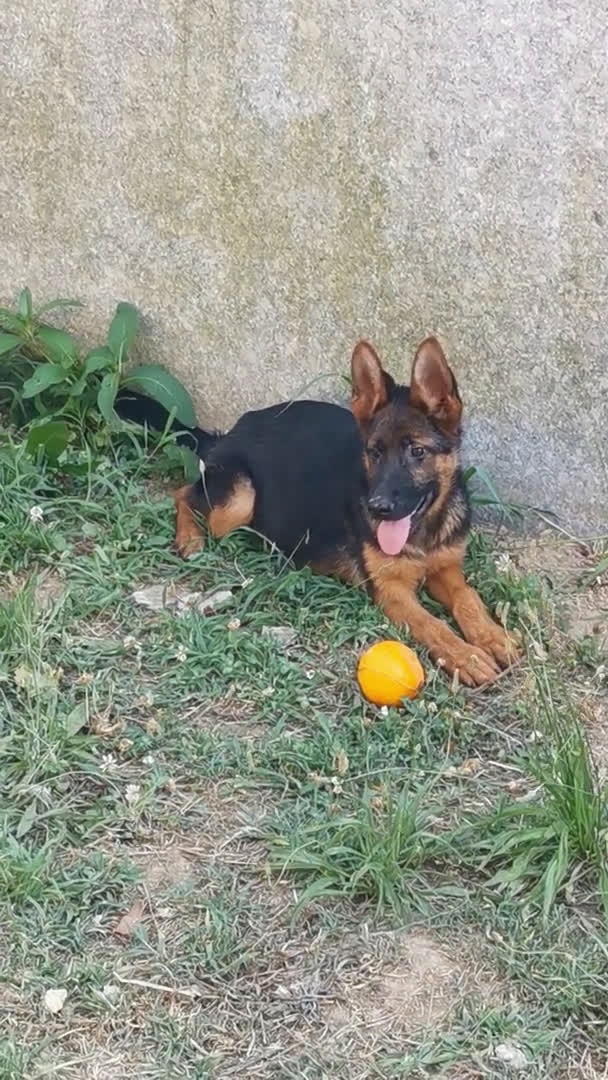 Pastor Alemán perros en venta: Cachorras pastor alemán, pedigre en Pontevedra - Video 4