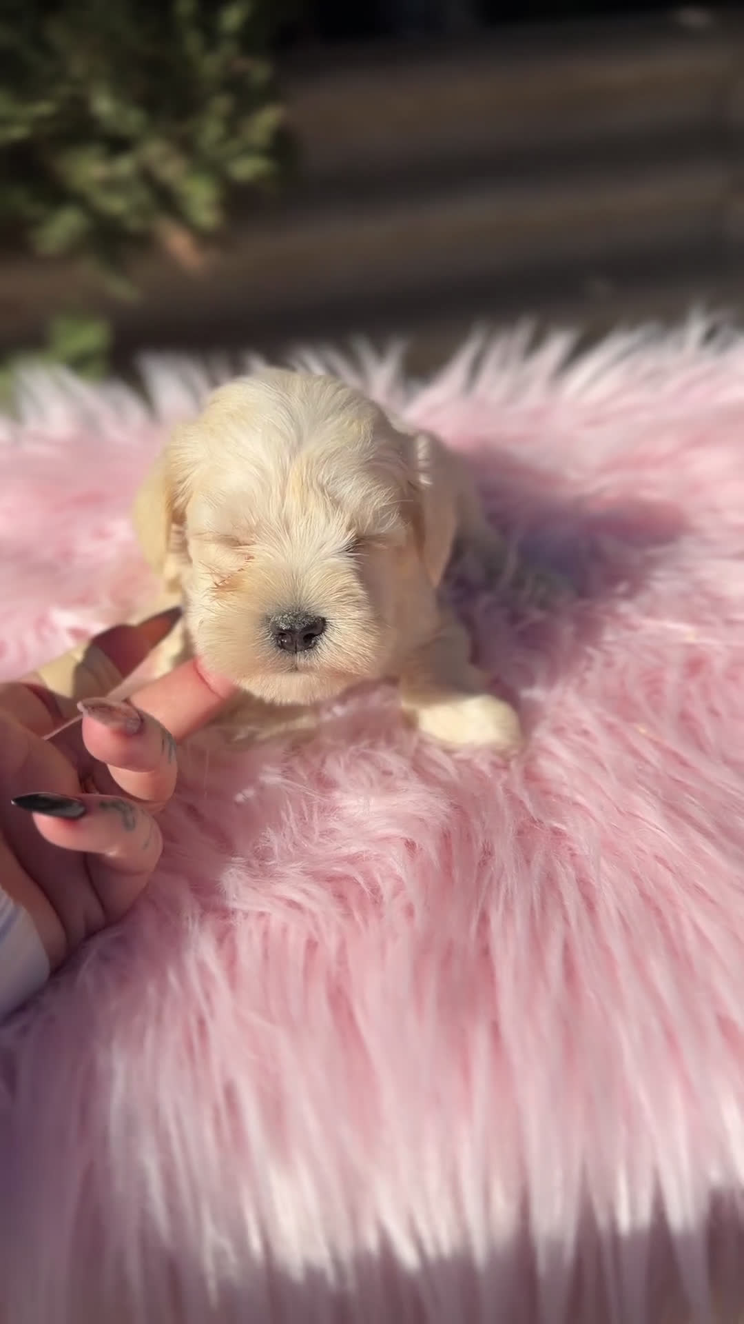 Schnauzer Miniatura perros en venta: Schnauxer miniatura blanca  - Video 1