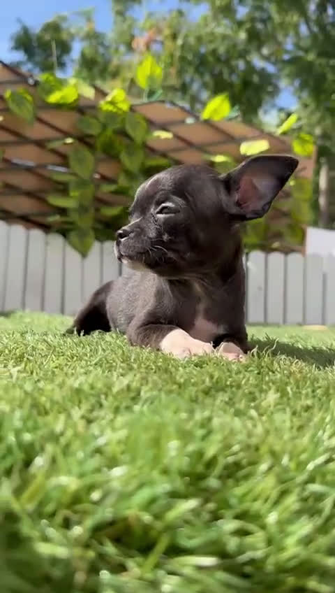 Chihuahua perros en venta: CHIHUAHUA HEMBRA - Video 2