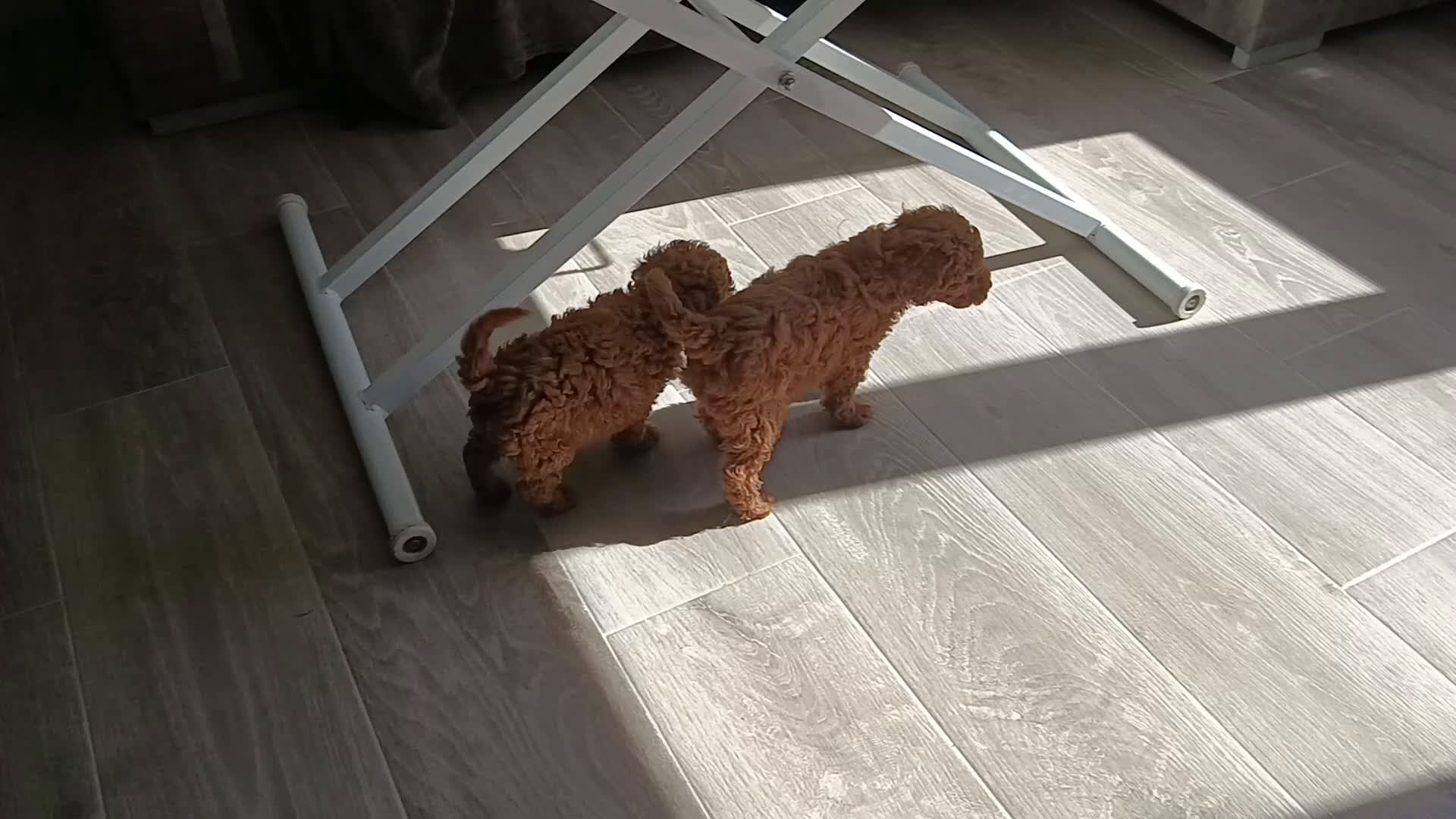 Caniche Toy perros en venta: CANICHES MACHITOS TOY - Video 2