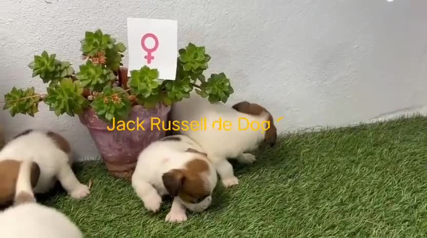 Jack Russell Terrier perros en venta: Cachorros Jack Russell Terrier  - Video 1