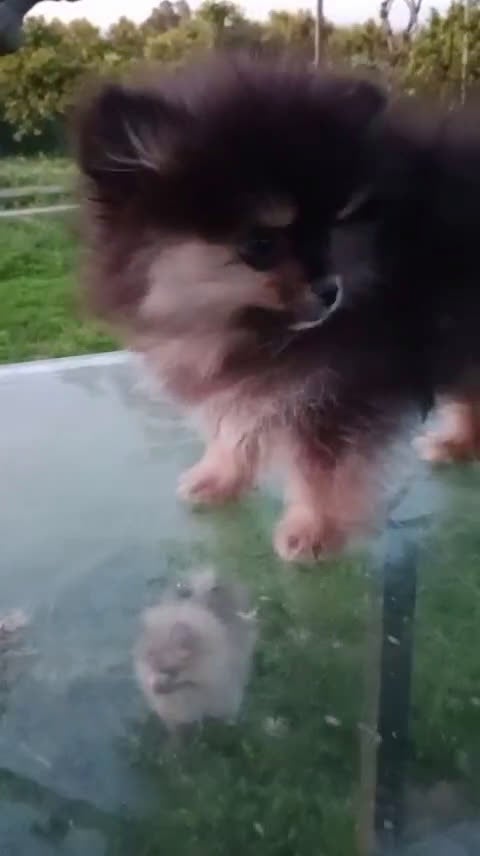 Pomerania perros en venta: Camada de Pomerania en Granada - Video 5