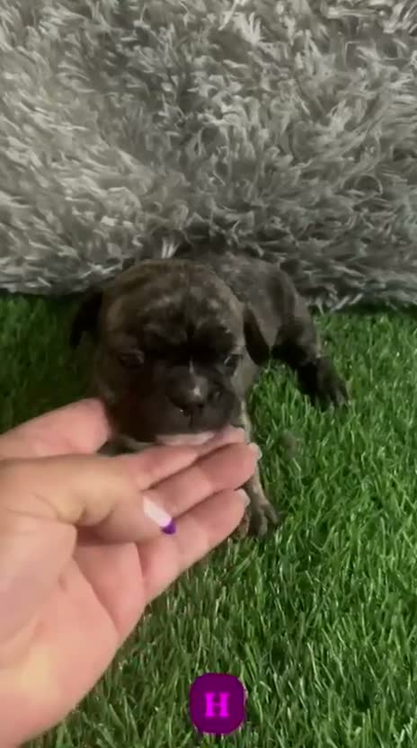 Bulldog Francés perros en venta: ADORABLE CACHORRITA BULLDOG FRANCÉS - Video 1