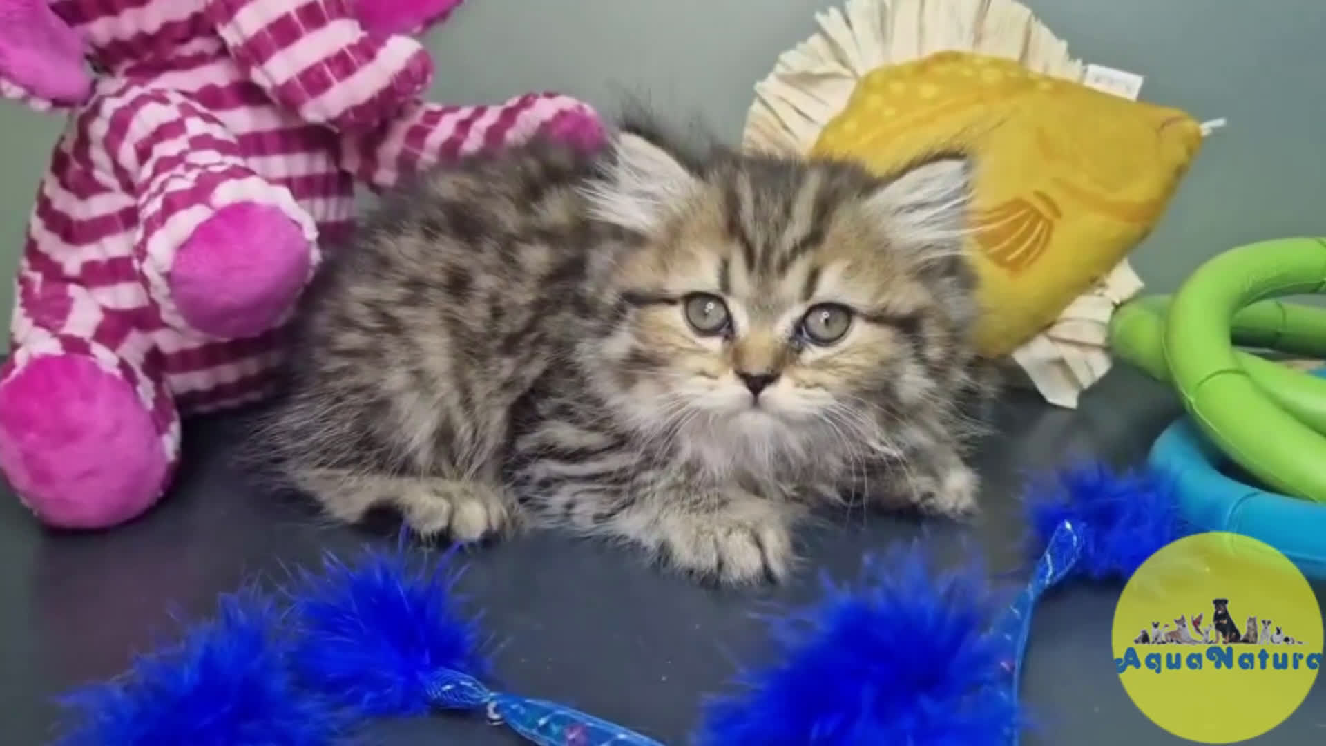 Británico de Pelo Largo gatos en venta: British Longhair Hembra 7725 AQUANATURA - Video 1