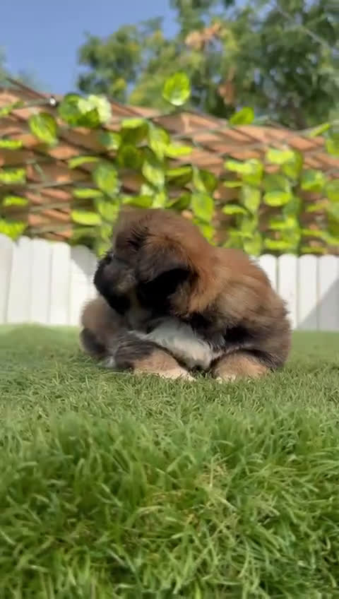 Pekinés perros en venta: PEKINES IMPERIAL HEMBRA - Video 1