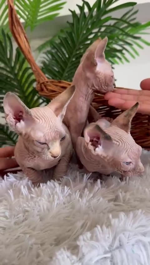 Sphynx gatos en venta: GATITAS SPHYNX - Video 3