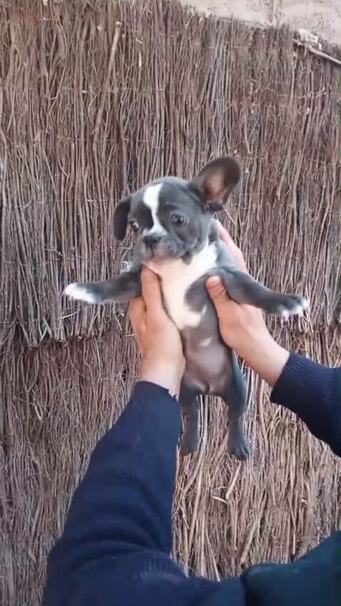 Bulldog Francés perros en venta: Bulldog francés 700 hembrasss!! - Video 1