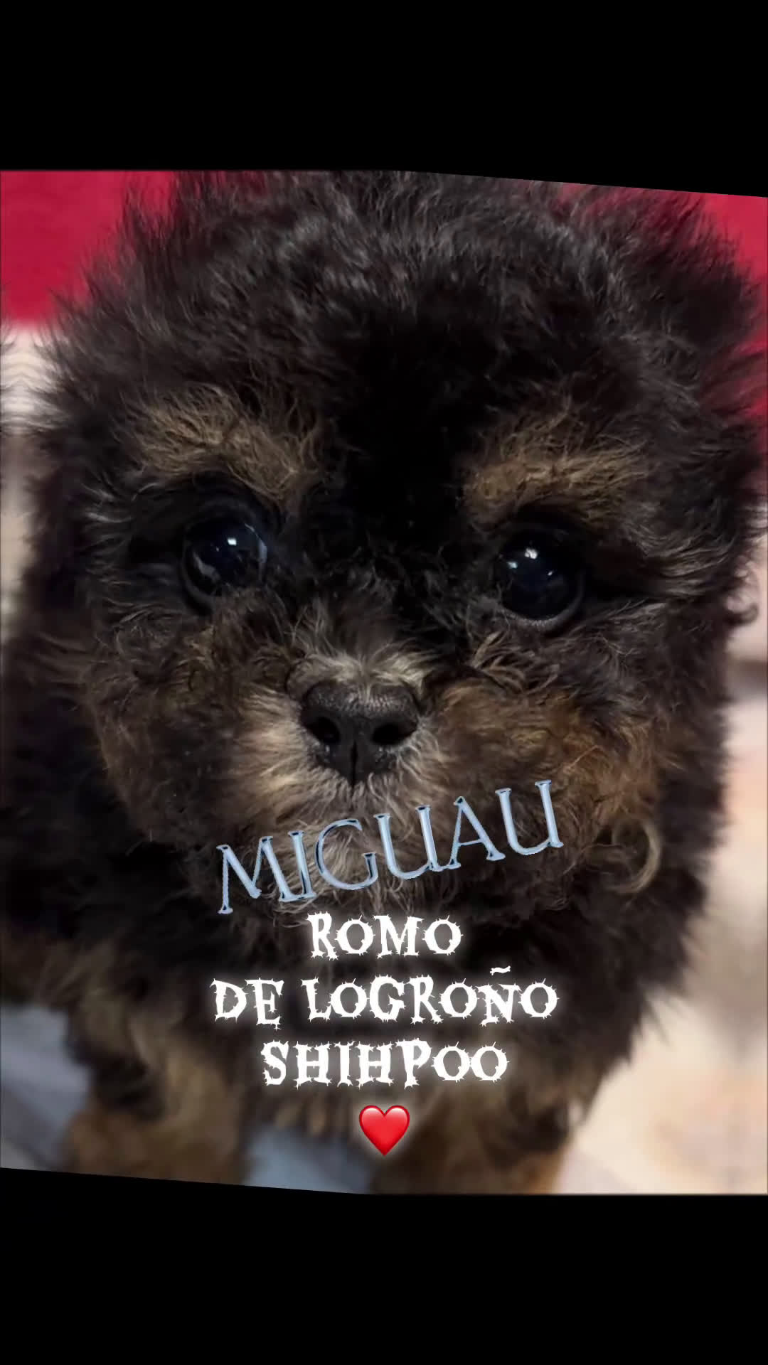 Shihpoo perros en venta: Monísimo ShihPoo Negro y fuego - Video 1