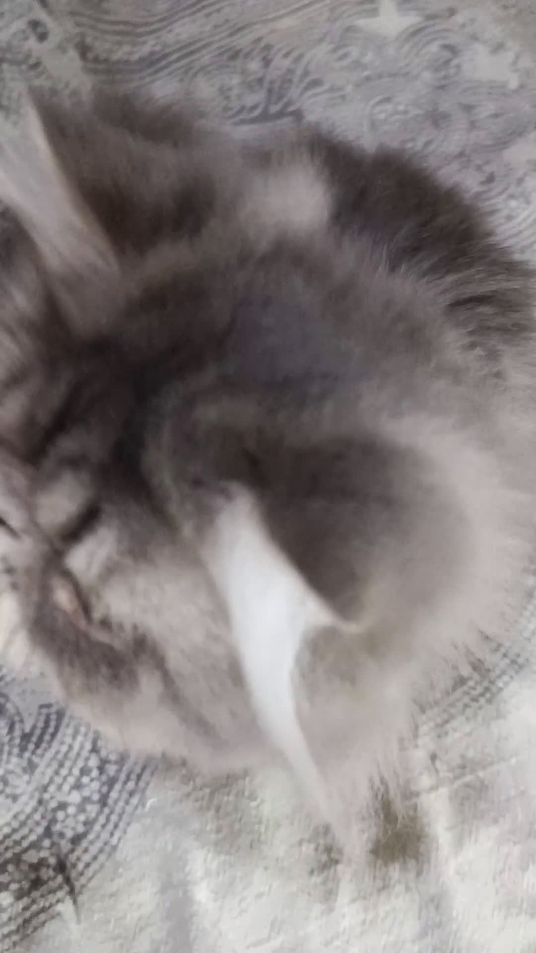 Persa gatos en venta: CACHORRO PERSA COLOR SMOKE - Video 1