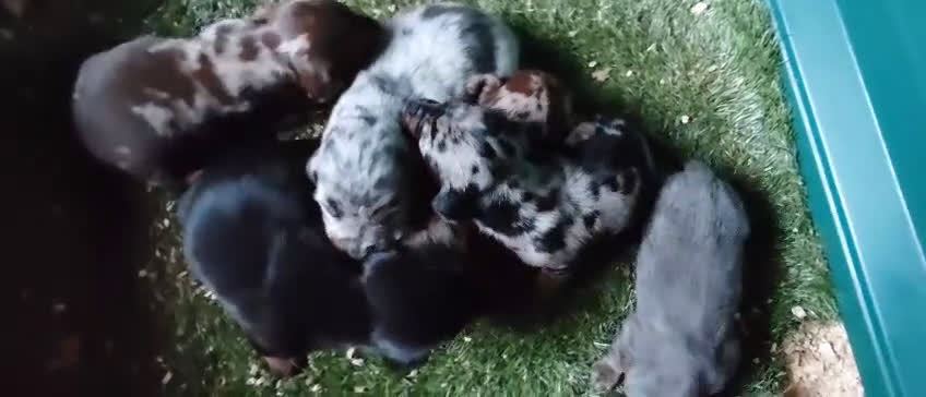 Teckel Miniatura perros en venta: Camada de Teckel Arlequin Miniatura - Video 1