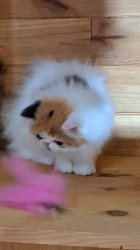 Persa gatos en venta: Preciosa Gata persa - Video 1