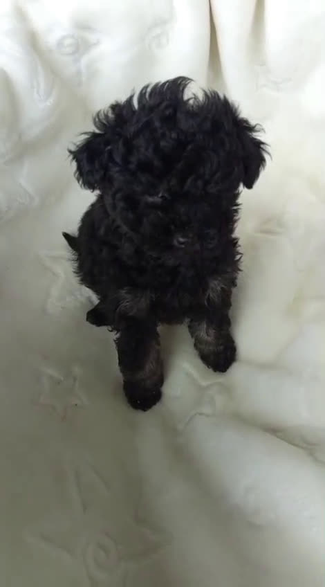 Caniche Toy perros en venta: Caniche Phantom  - Video 1