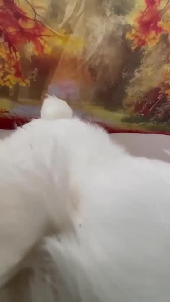 Bichón Maltés perros en venta: Bichon Maltés Macho !!! - Video 1