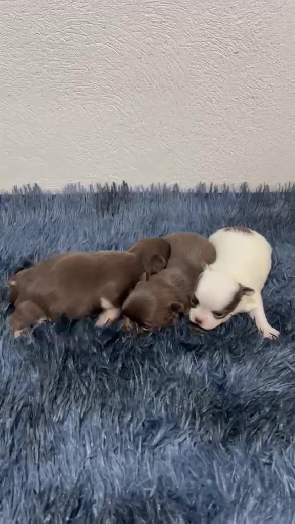 Chihuahua perros en venta: CHIHUAHUA PELO LARGO TONOS CHOCOLATE - Video 1