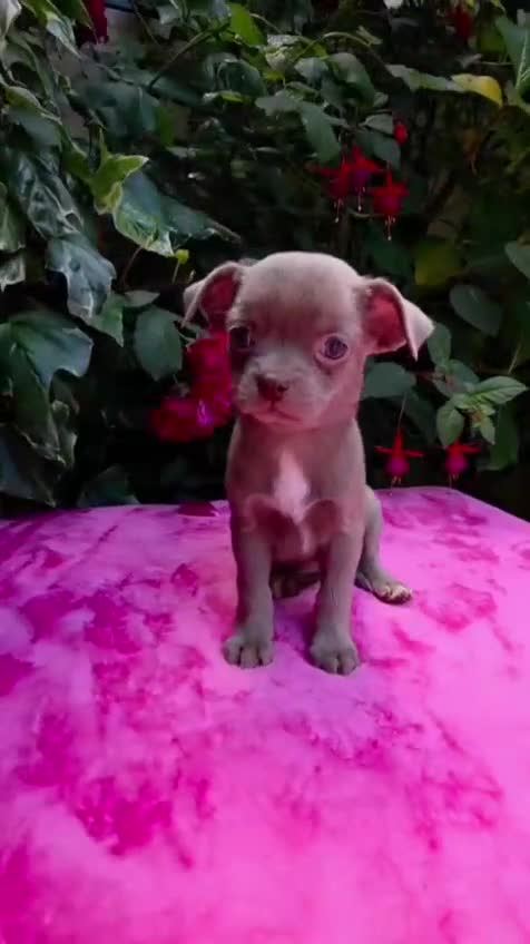 Chihuahua perros en venta: Magníficos chihuahuas toy - Video 1