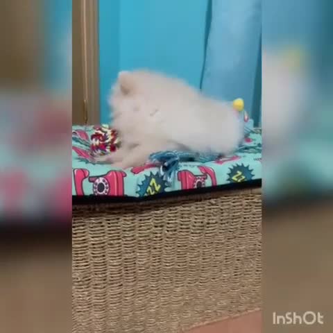 Pomerania perros en venta: Pomerania toy muy bonitos !   - Video 1