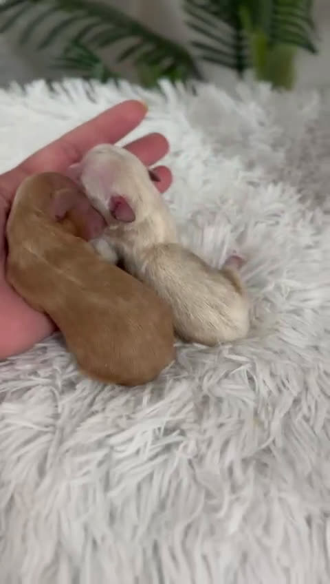 Maltipoo perros en venta: MALTIPOO MACHO - Video 1
