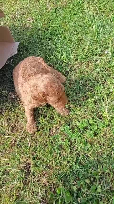 Caniche Toy perros en venta: Caniche toy  - Video 1