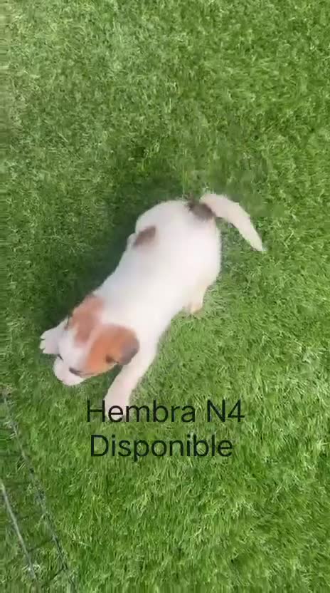 Jack Russell Terrier perros en venta: Jack Russell de pelo corto y patitas corta bicolor - Video 3