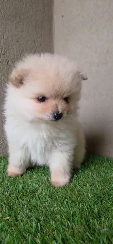 Pomerania perros en venta: Pomerania - Video 2