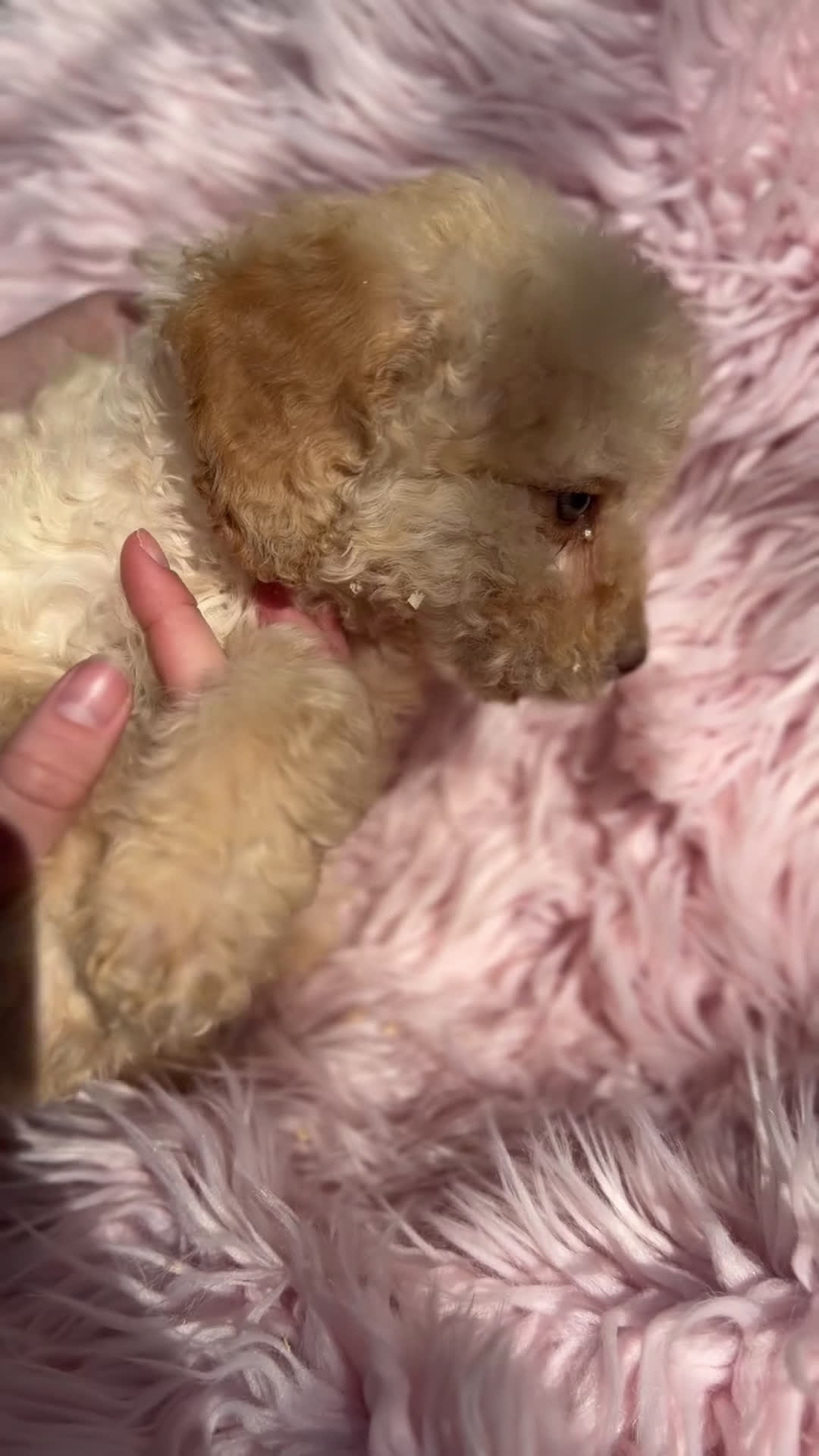 Perro de Agua Español perros en venta: Perro de agua crema  - Video 1