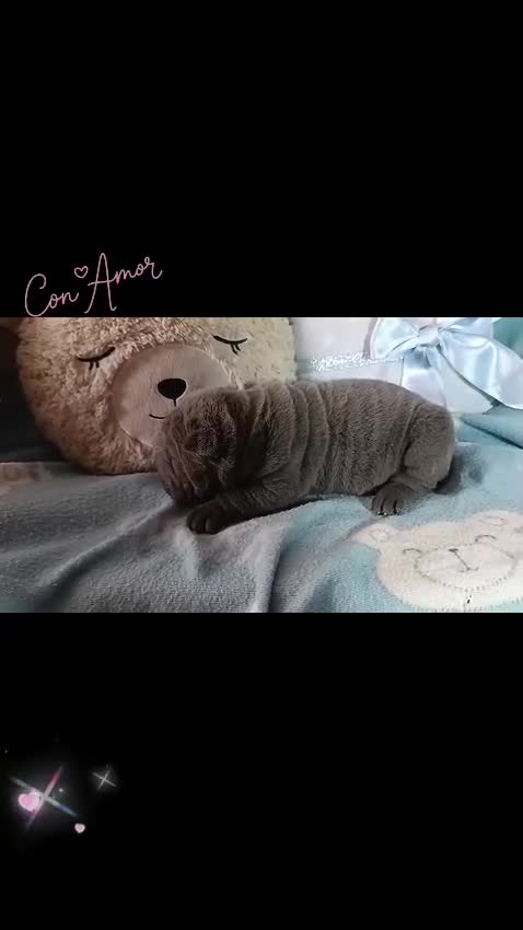 Shar Pei perros en venta: ‼️‼️Preciosa camada de minipeis - Video 1
