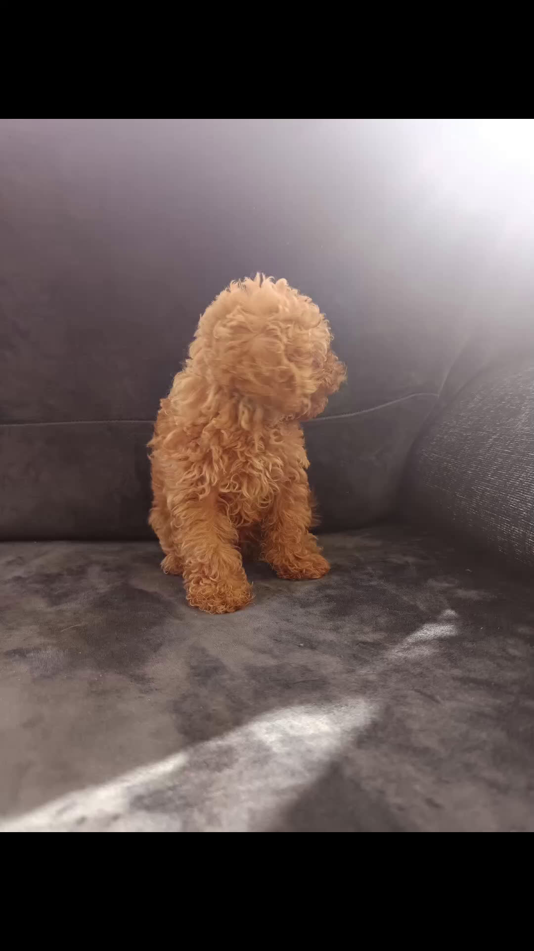 Caniche Toy perros en venta: Caniche toy  - Video 1