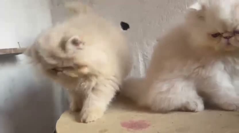 Persa gatos en venta: Precioso Macho Persa Blanco 🐱🤍 - Video 1