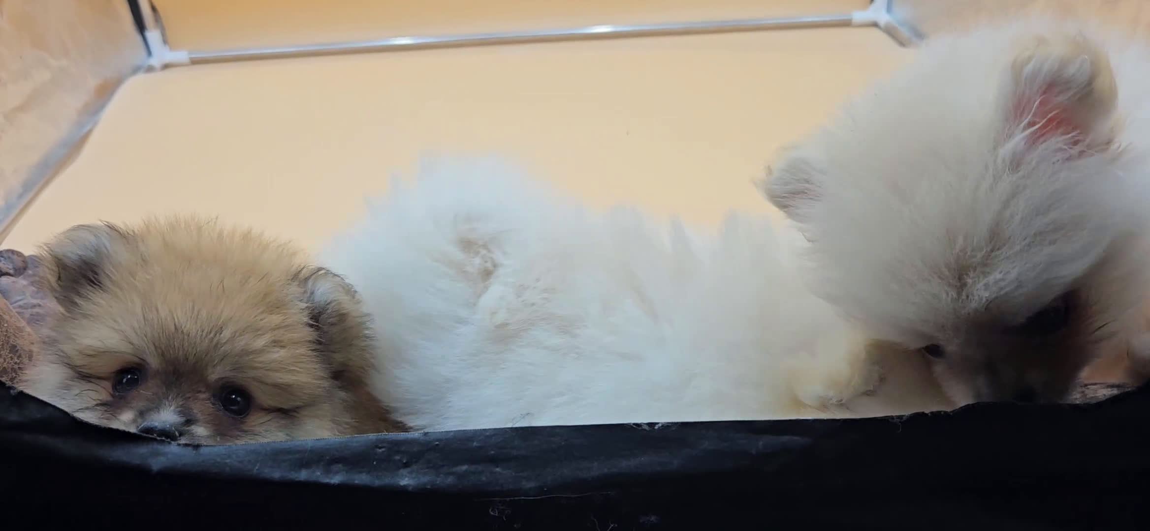 Pomerania perros en venta: Lulú de pomerania  en Cádiz - Video 3
