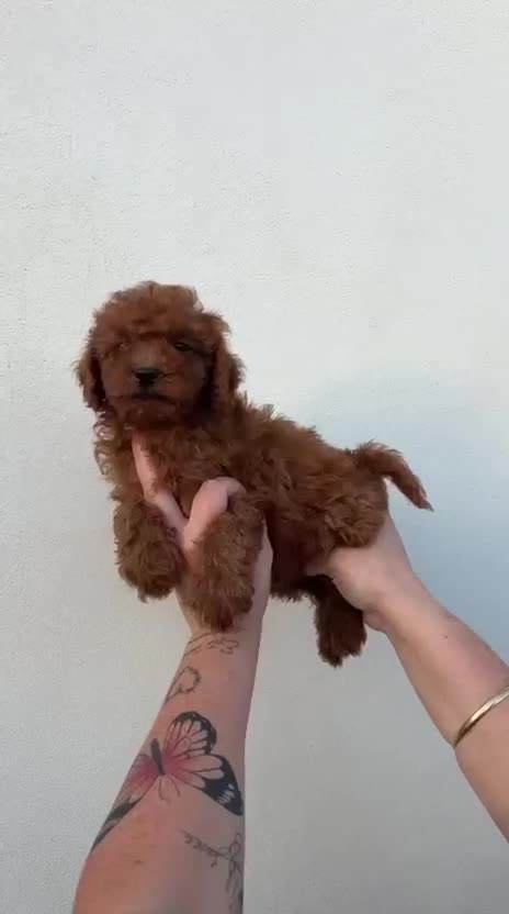 Caniche Toy perros en venta: Caniche toy rojo  - Video 1