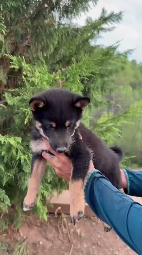 Shiba Inu perros en venta: Cachorros de Shiba Inu en Barcelona - Video 3