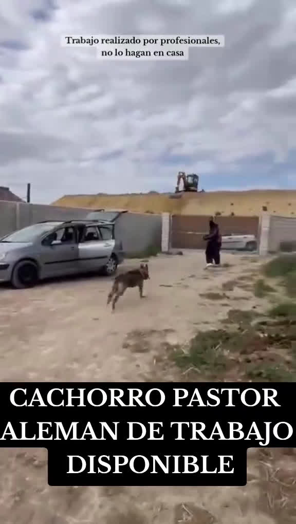 Pastor Alemán perros en venta: PASTOR ALEMAN ADIESTRADO EN DEFENSA - Video 1