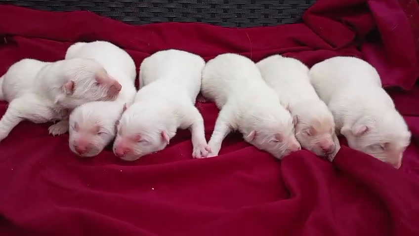Samoyedo perros en venta: Samoyedos bebes para reservar muy guapos - Video 1