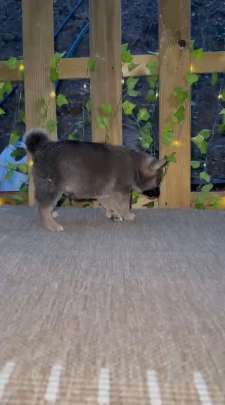 Shiba Inu perros en venta: Shiba Inu preciosos parecen lobitos  - Video 5