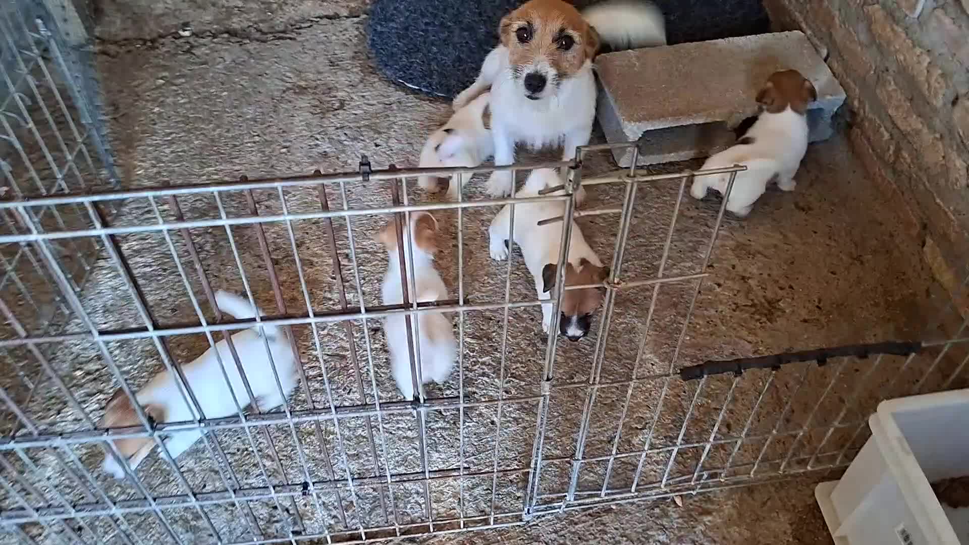 Jack Russell Terrier perros en venta: CACHORROS DE JACK RUSSELL - Video 2