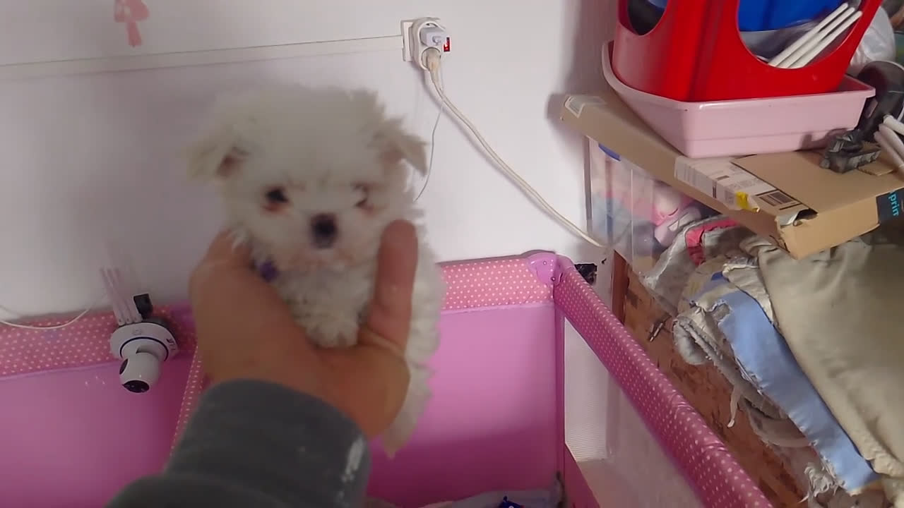 Bichón Maltés perros en venta: 🌟 BICHÓN MALTÉS LÍNEA COREANA · EXCELENCIA  - Video 1