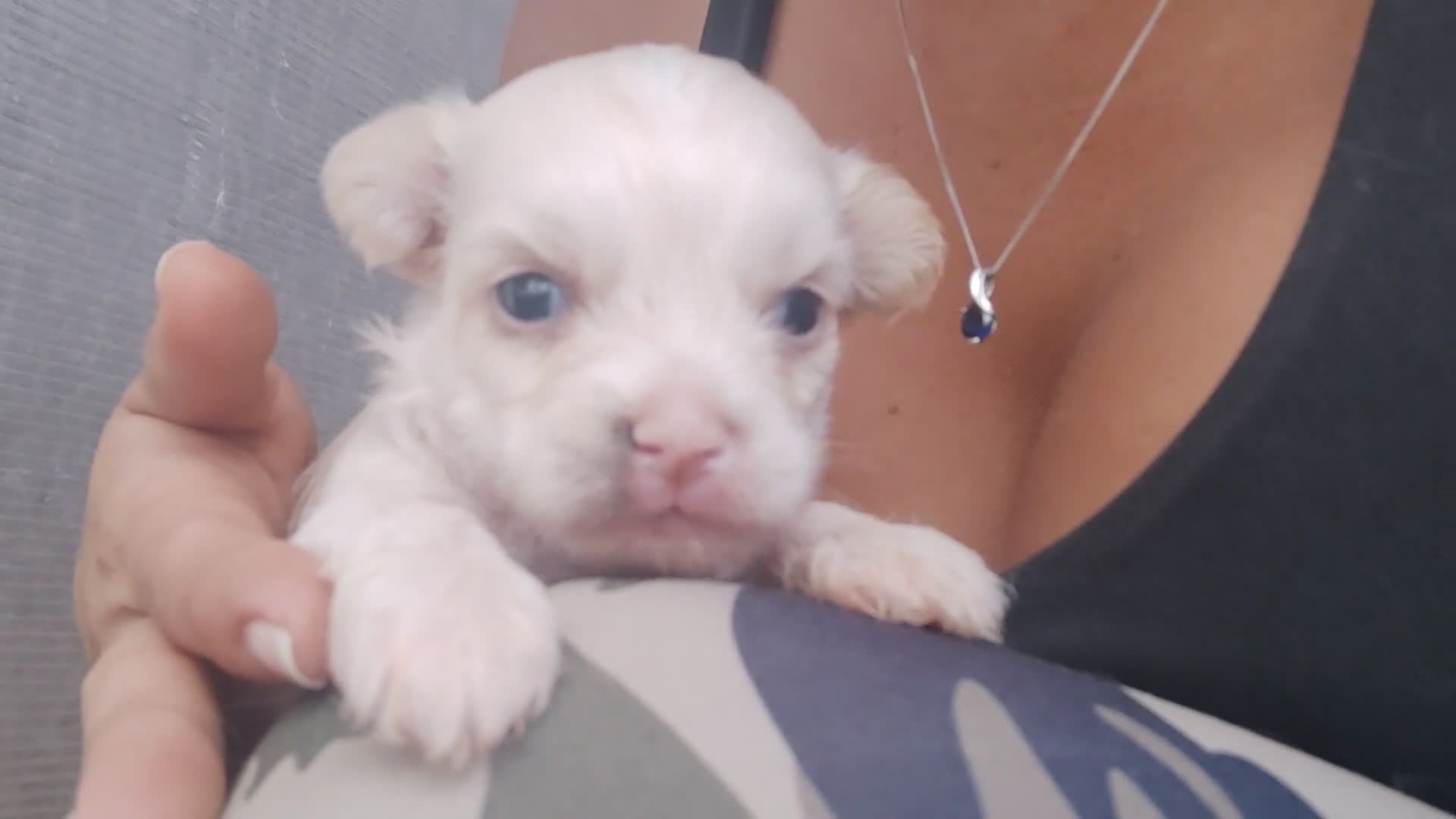 Perro Crestado Chino perros en venta: Cachorro de crestado chino - Video 2
